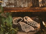 Kinfolk Pantry - Butterfly Life Cycle Set